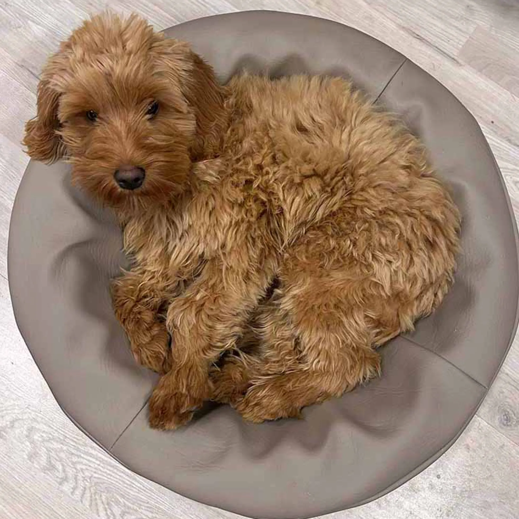 Bia Bed Bia Original