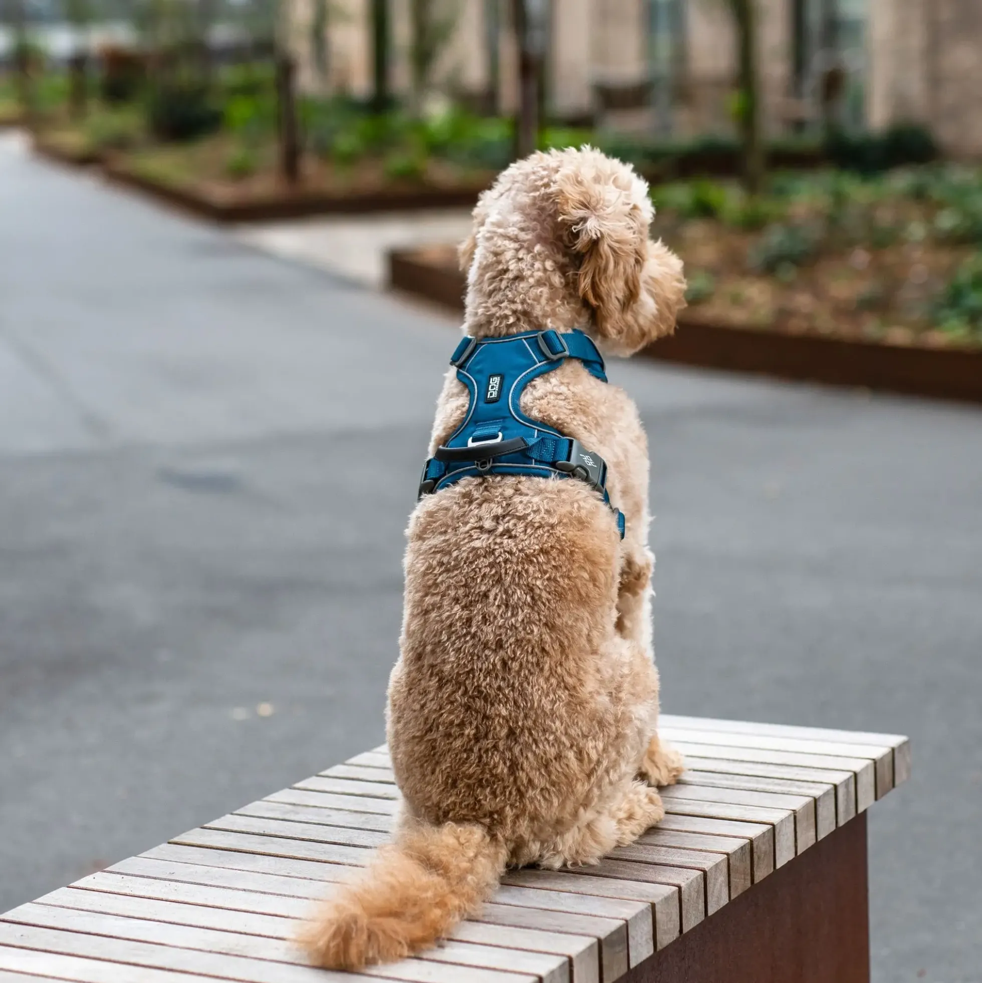 Dog Copenhagen Comfort Walk Pro Harness