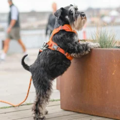 Dog Copenhagen Comfort Walk Pro Harness