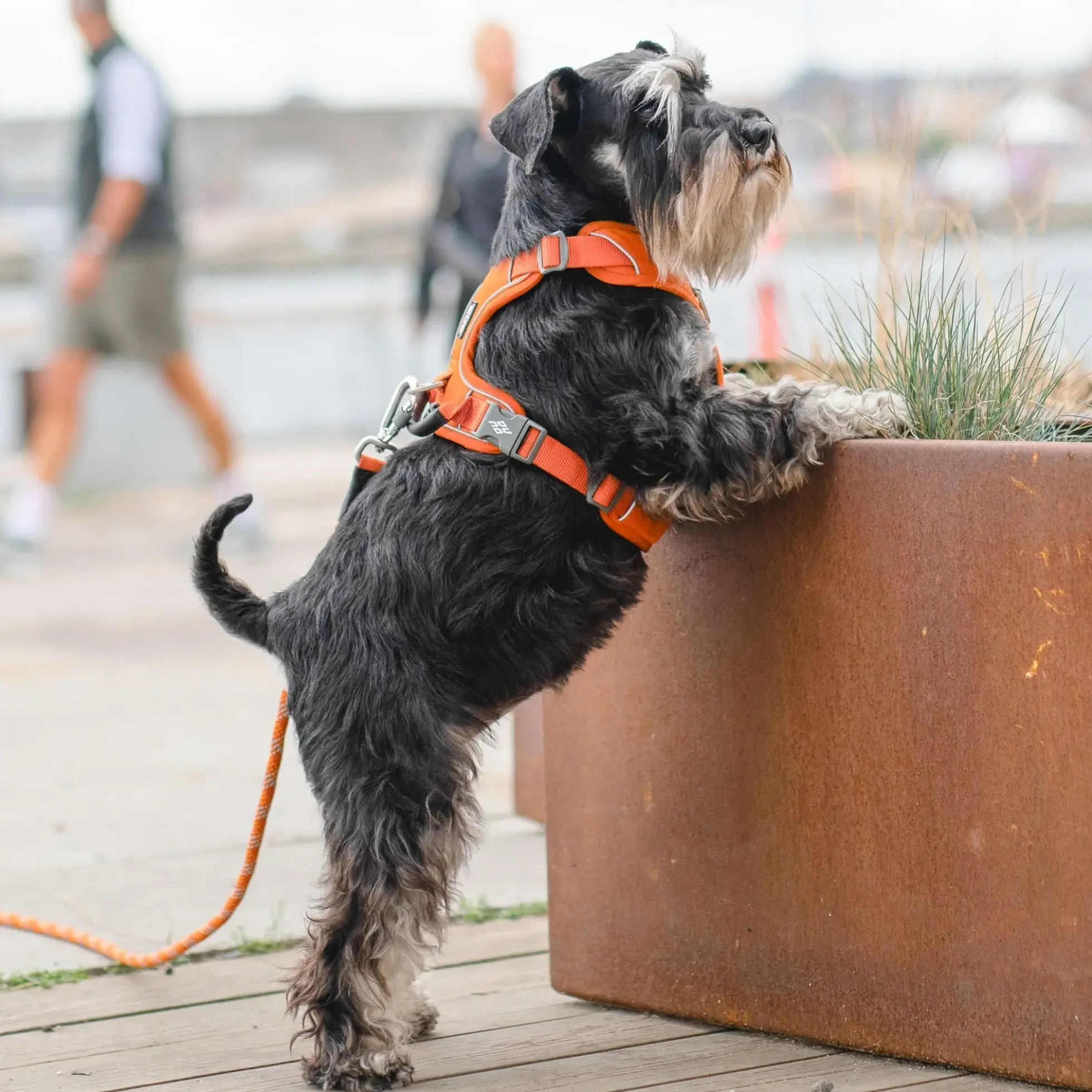Dog Copenhagen Comfort Walk Pro Harness