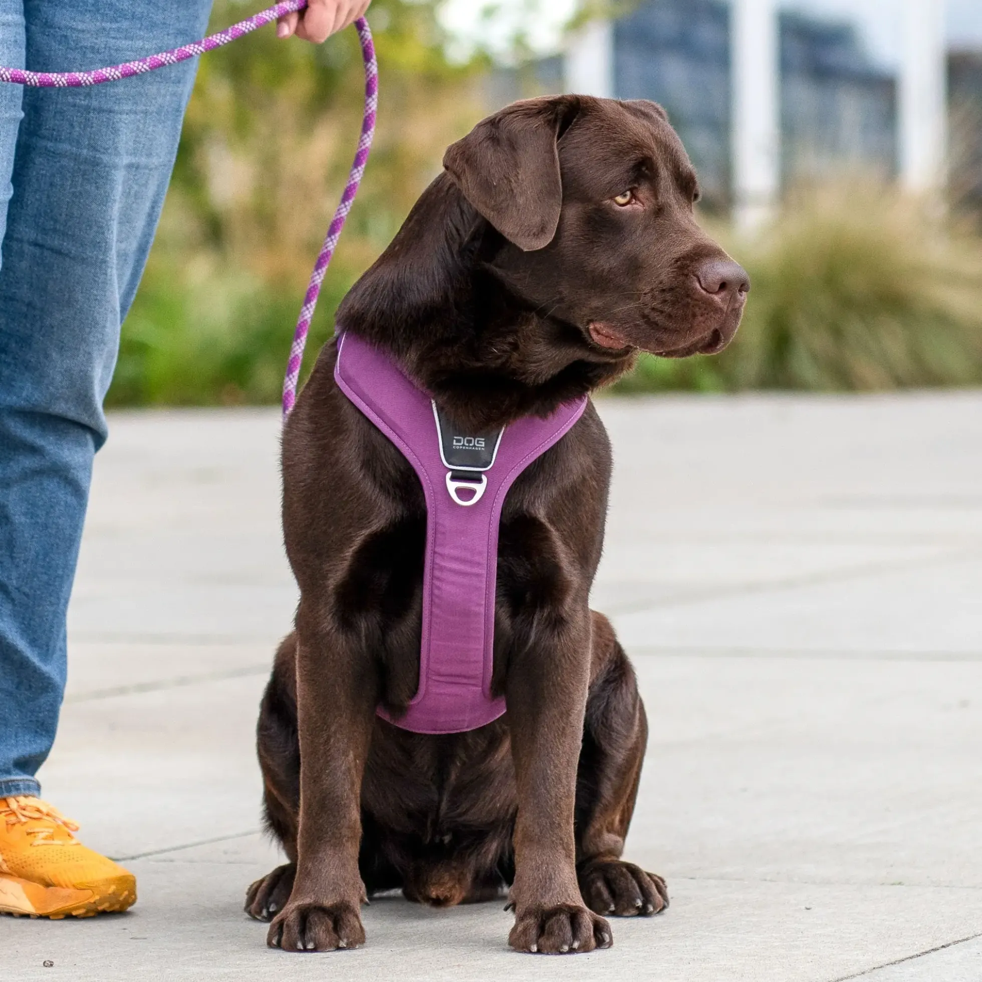 Dog Copenhagen Comfort Walk Pro Harness