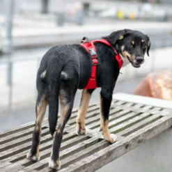 Dog Copenhagen Comfort Walk Pro Harness