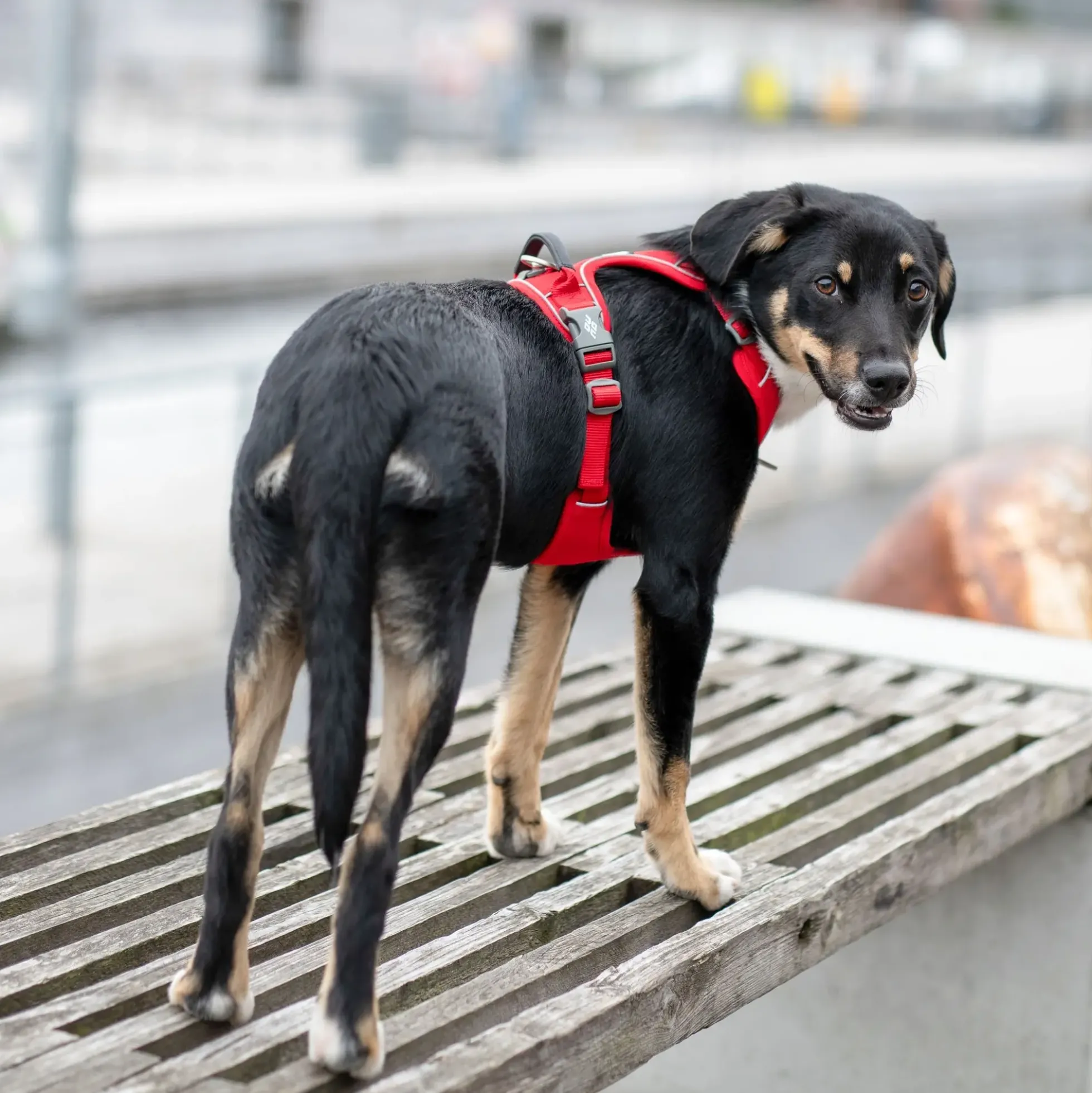 Dog Copenhagen Comfort Walk Pro Harness