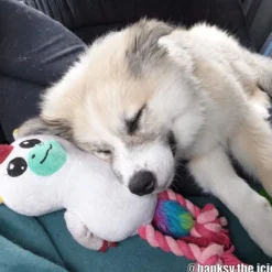 Dogman Kawaii Hundleksak