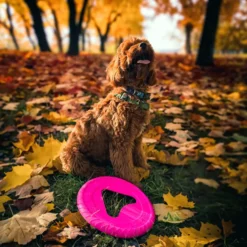 Fiboo Frisboo Hundfrisbee