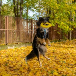 Fiboo Frisboo Hundfrisbee
