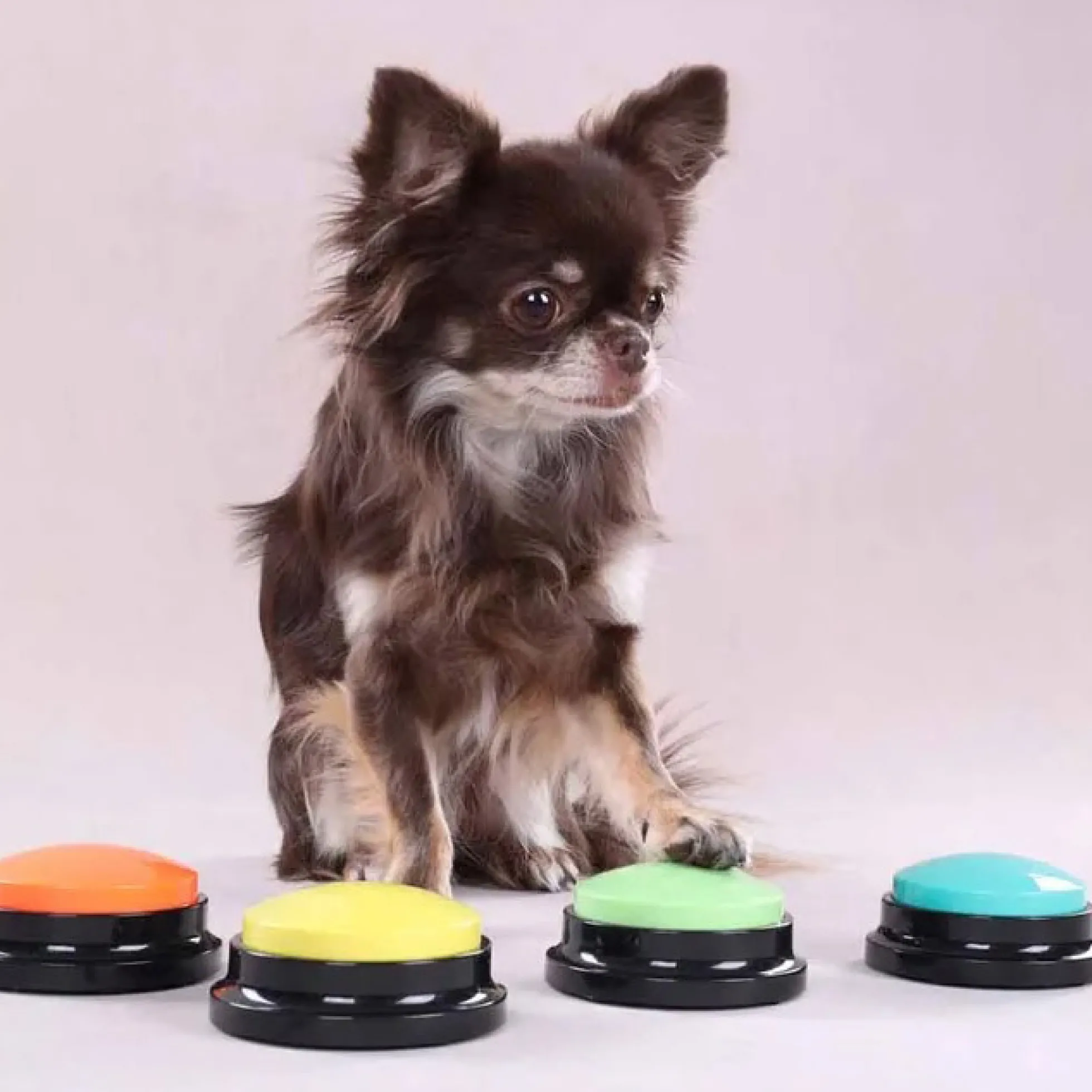 Flamingo Inspelningsbar Knapp för Hund