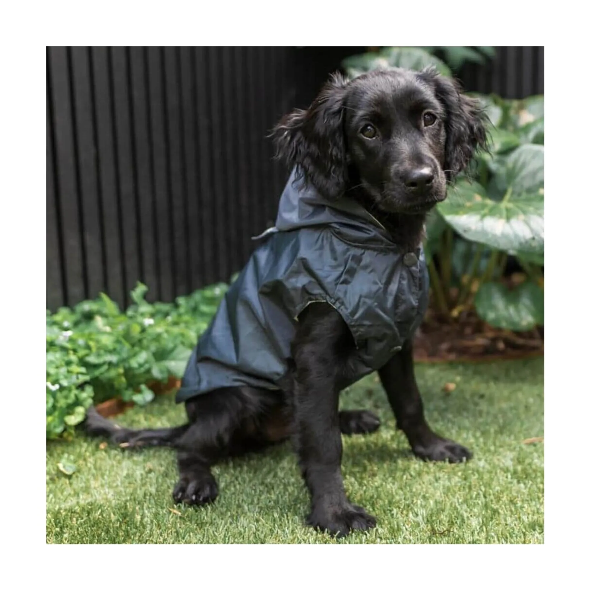FuzzYard Pet Products FuzzYard Life Raincoat