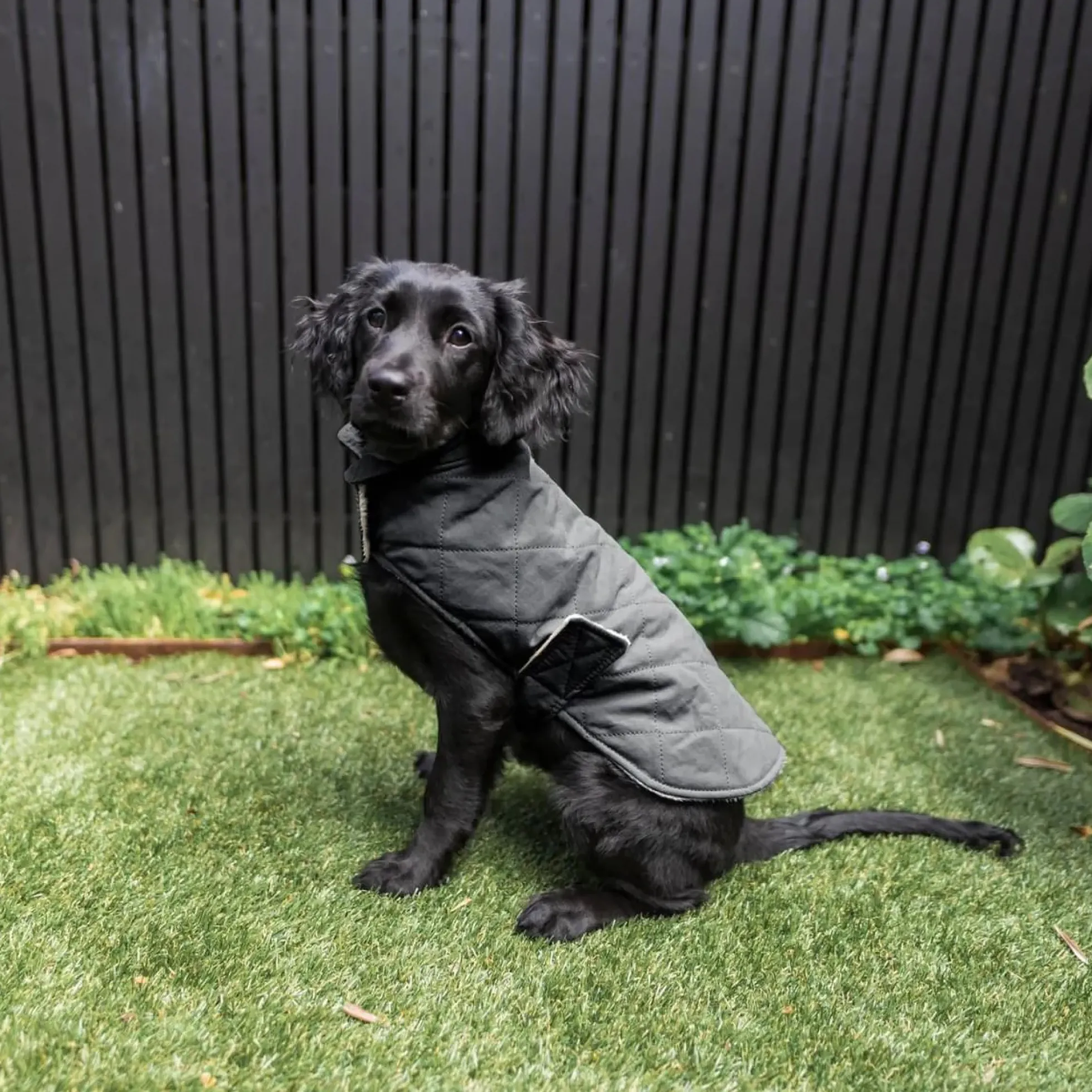 FuzzYard Pet Products Quilted Vest
