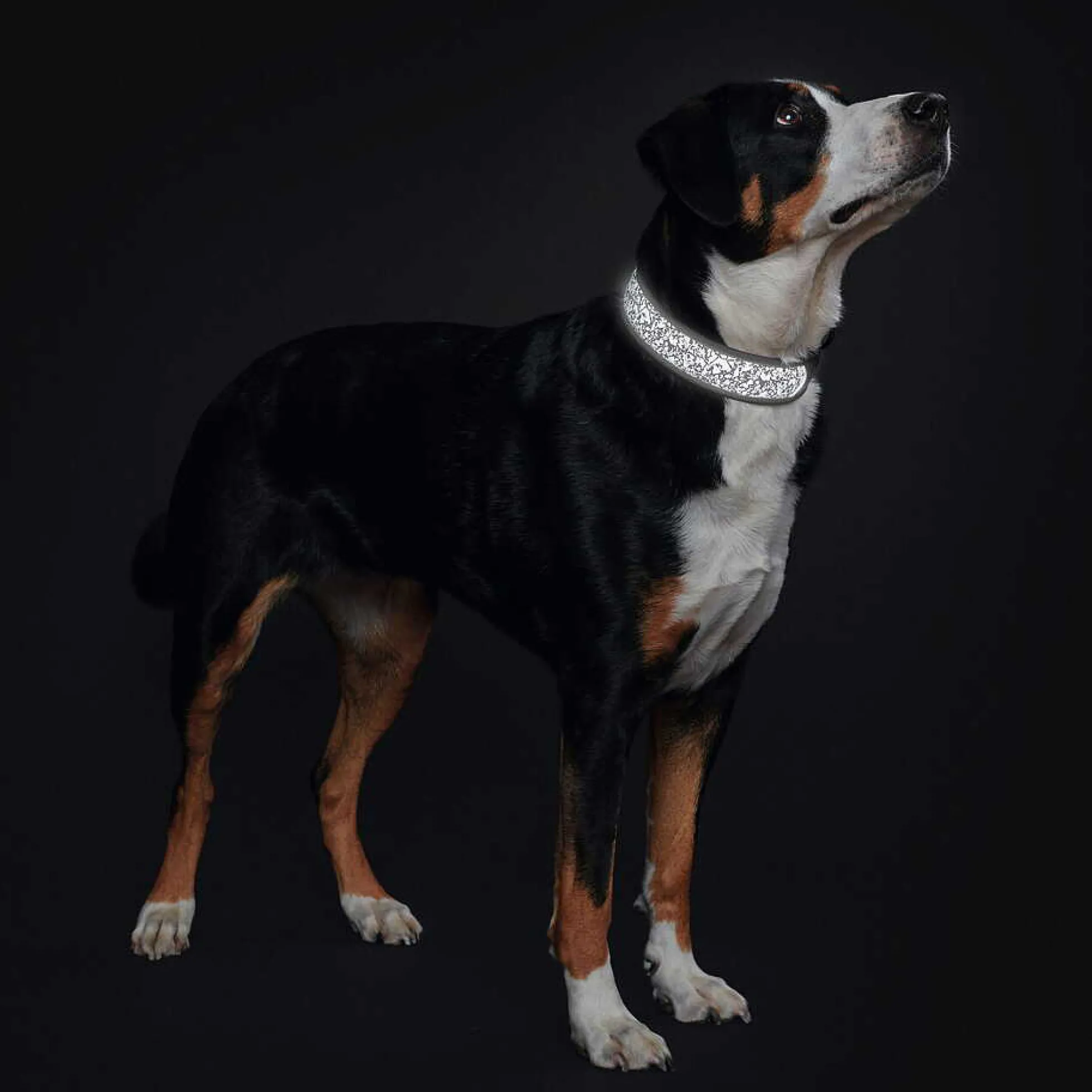 Hunter Divo Reflect Halsband