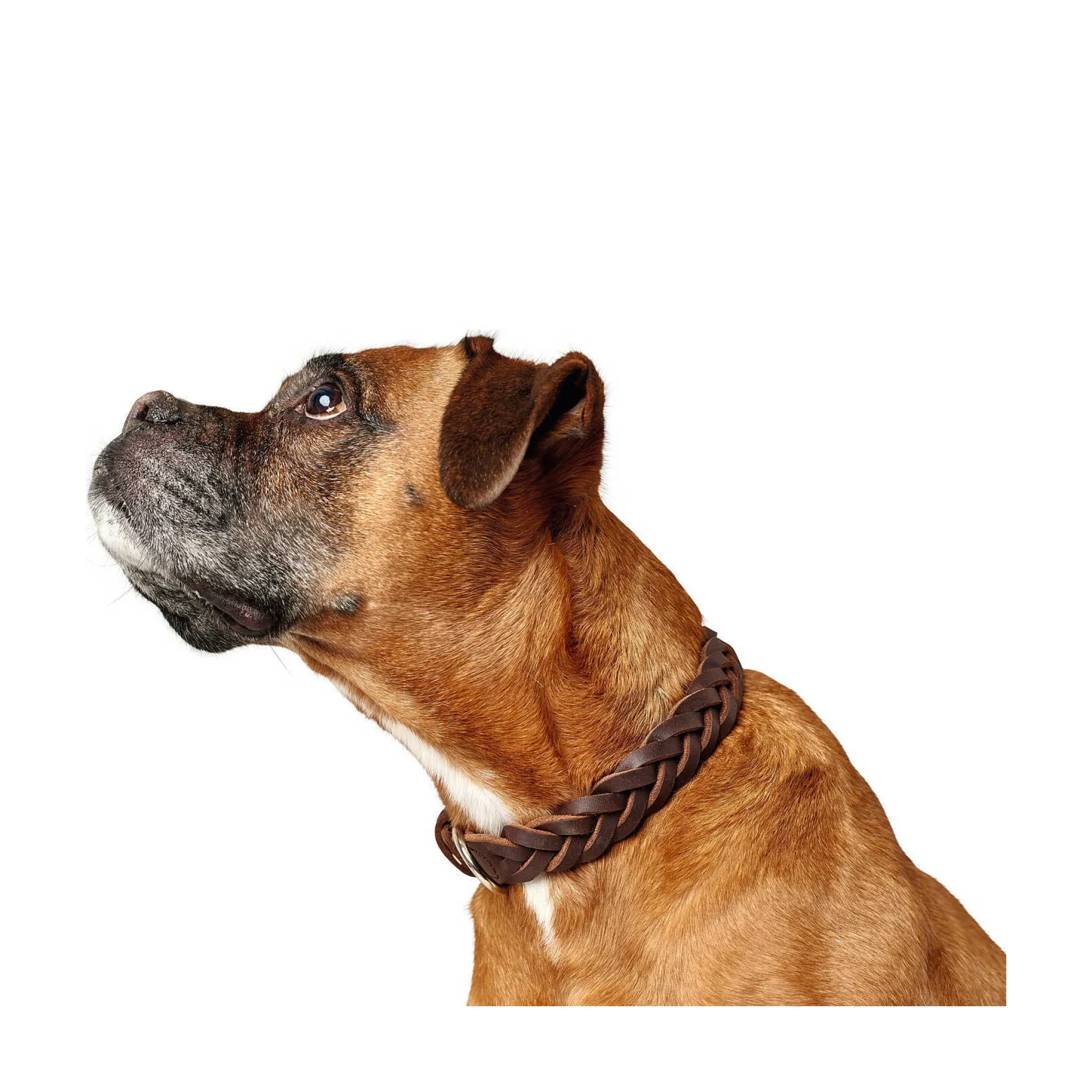 Hunter Solid Education Special Läderhalsband
