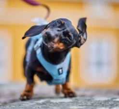 Hurtta Seeker Hundsele Stream