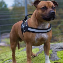 Julius-K9 IDC Sele