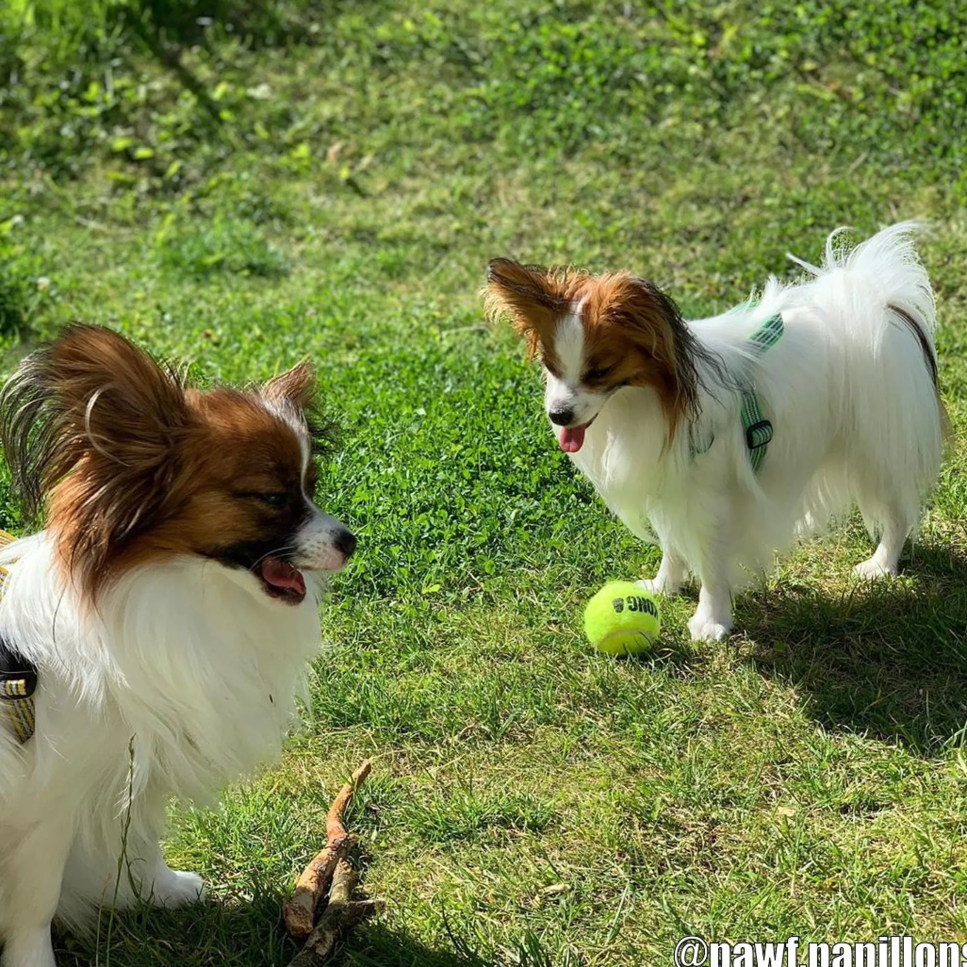 KONG AirDog Squeakair Ball