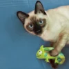 KONG Refillable Chameleon