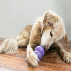 KONG Senior