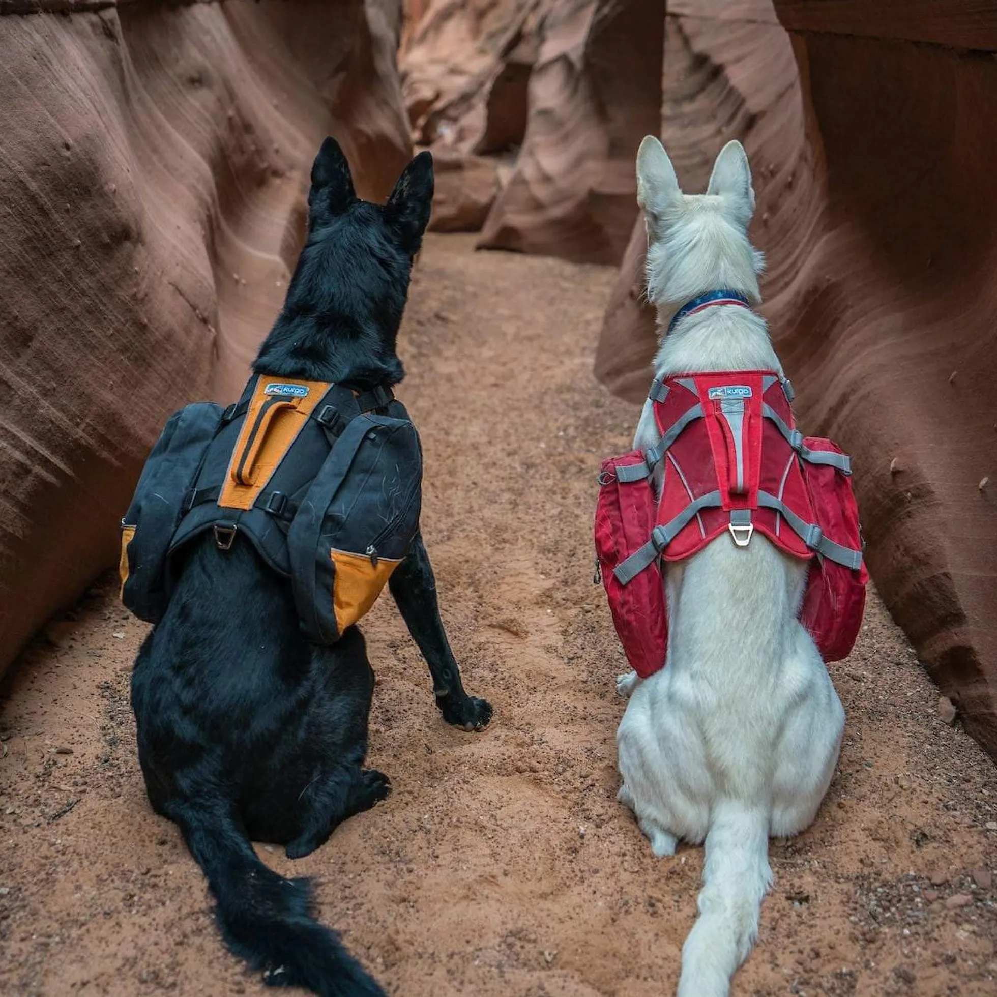 Kurgo Baxter Dog Backpack