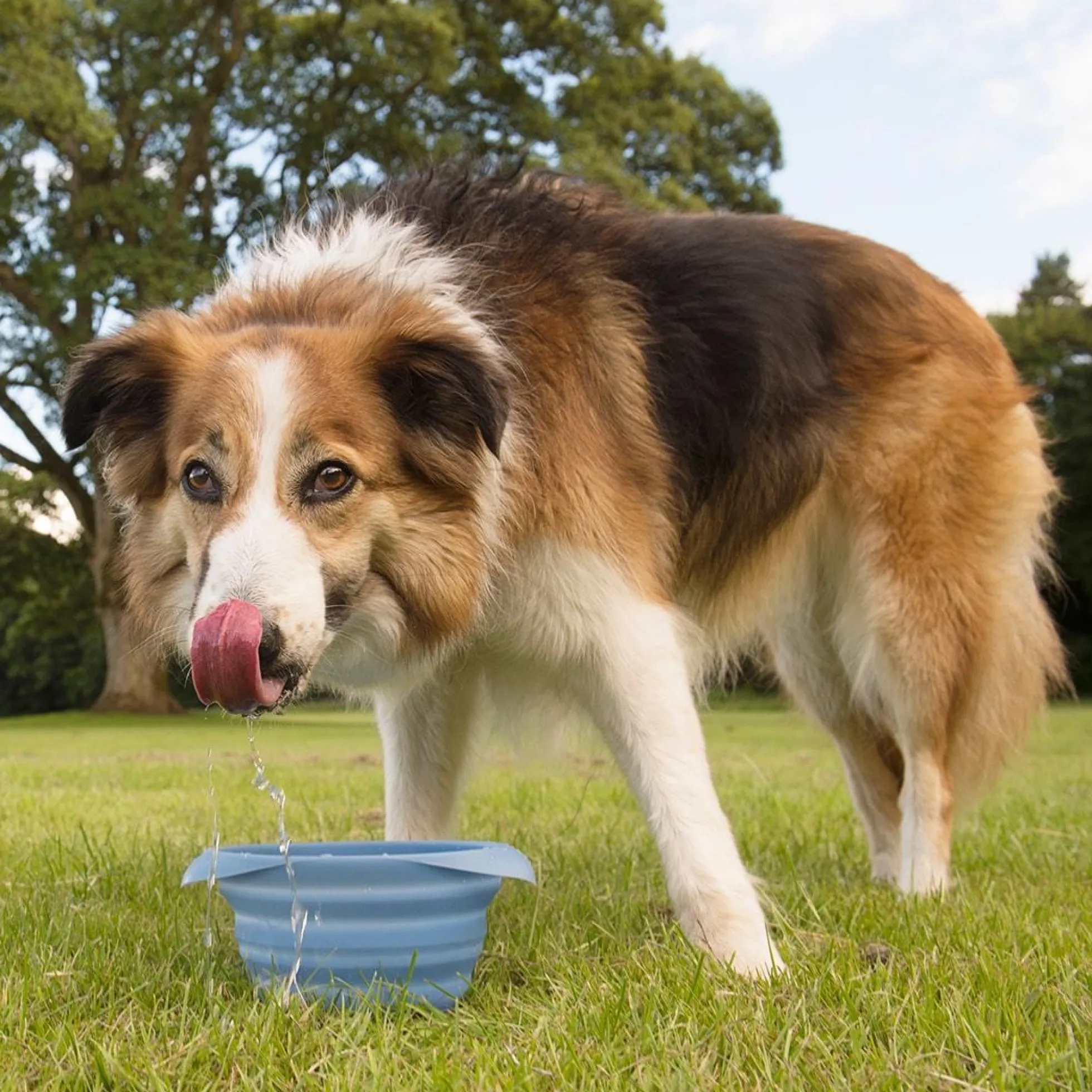 Kurgo Collaps A Bowl
