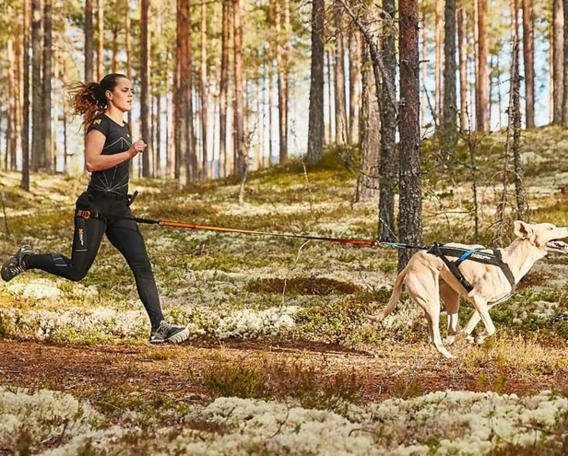 Non-stop dogwear CaniX Belt