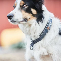 Non-stop dogwear Cruise Collar
