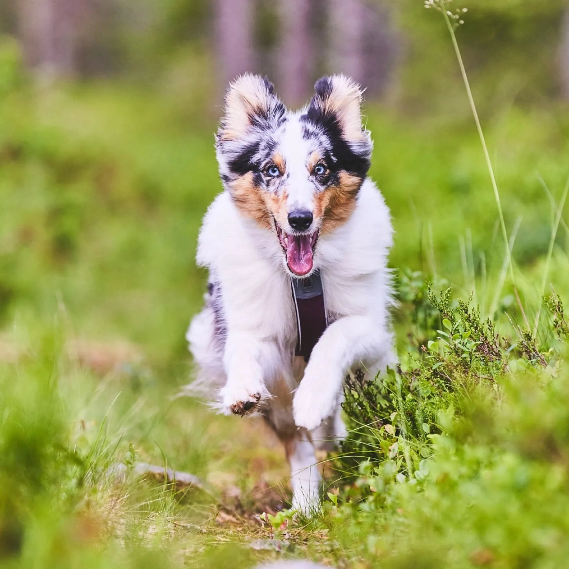 Non-stop dogwear Line Harness 5.0