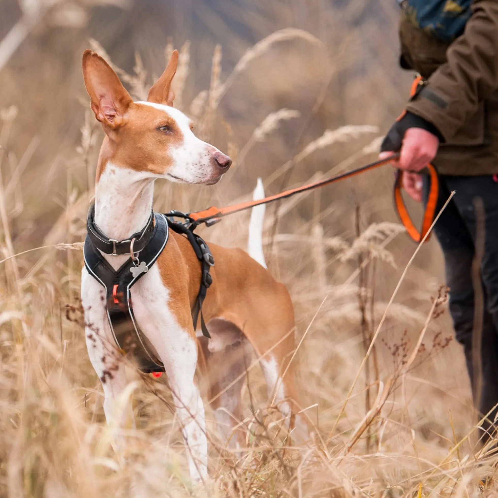 Non-stop dogwear Line Harness Grip
