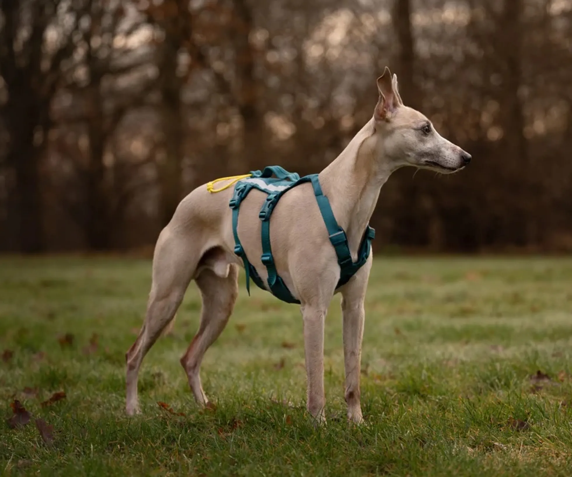 Non-stop dogwear Ramble Harness Long Blue