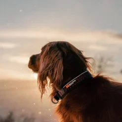 Non-stop dogwear Rock Collar Halvstryp