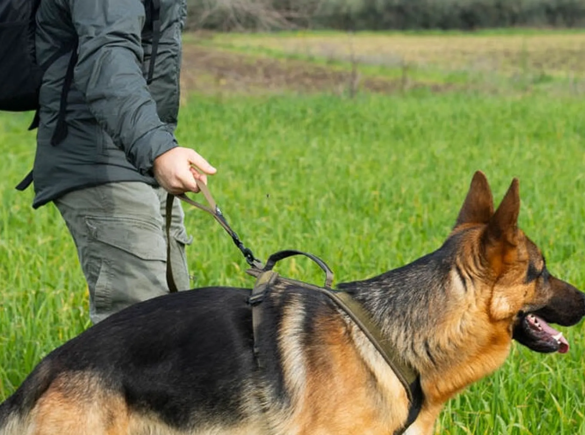Non-stop dogwear Touring bungee WD Koppel