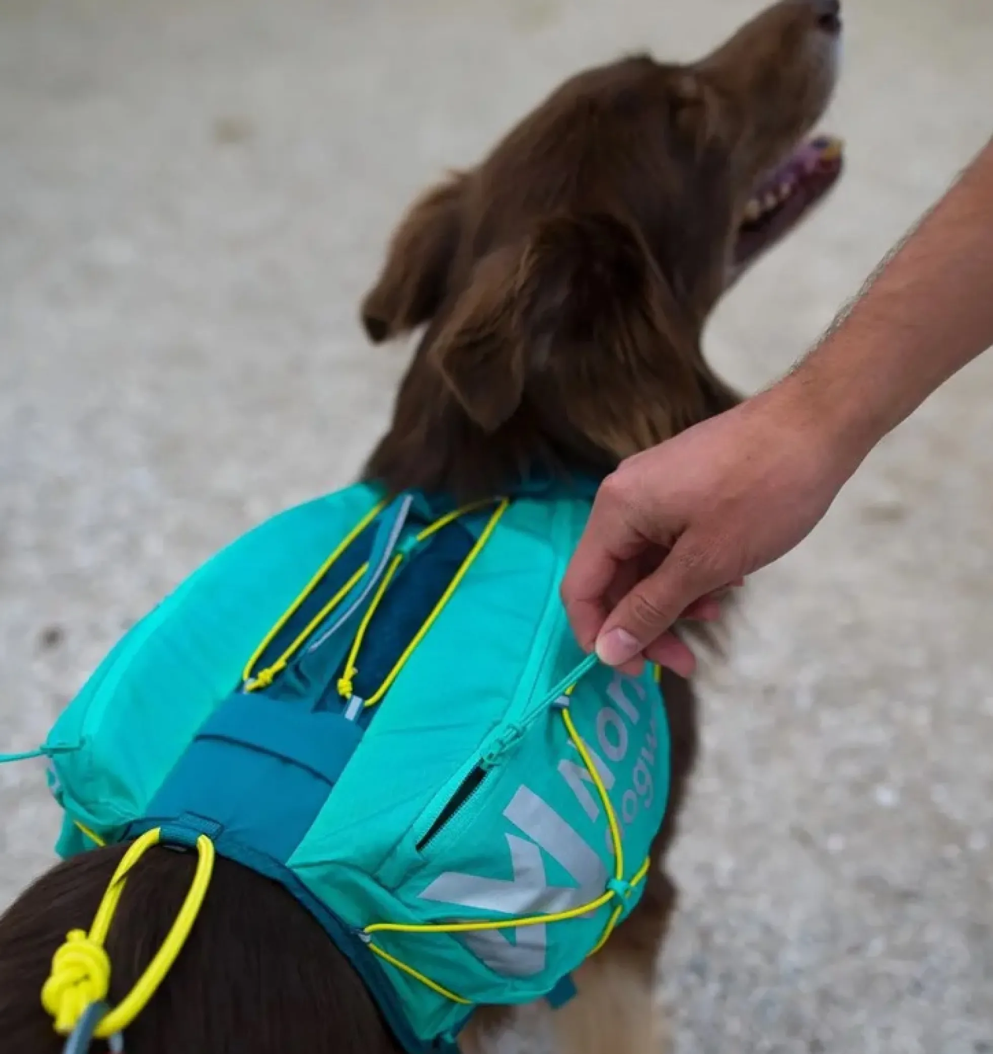 Non-stop dogwear Trail Light Dog Backpack Teal