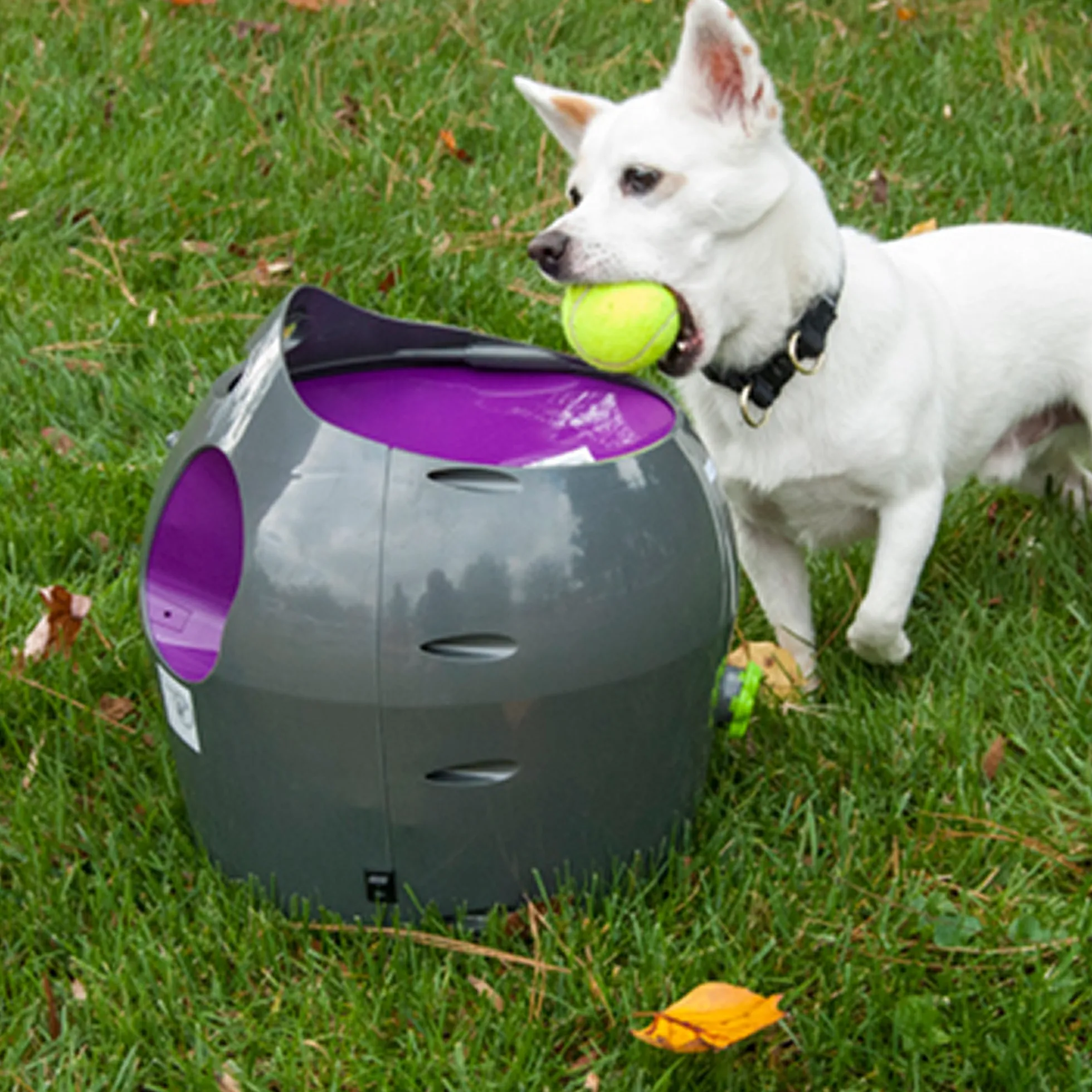 PetSafe Bollkastare