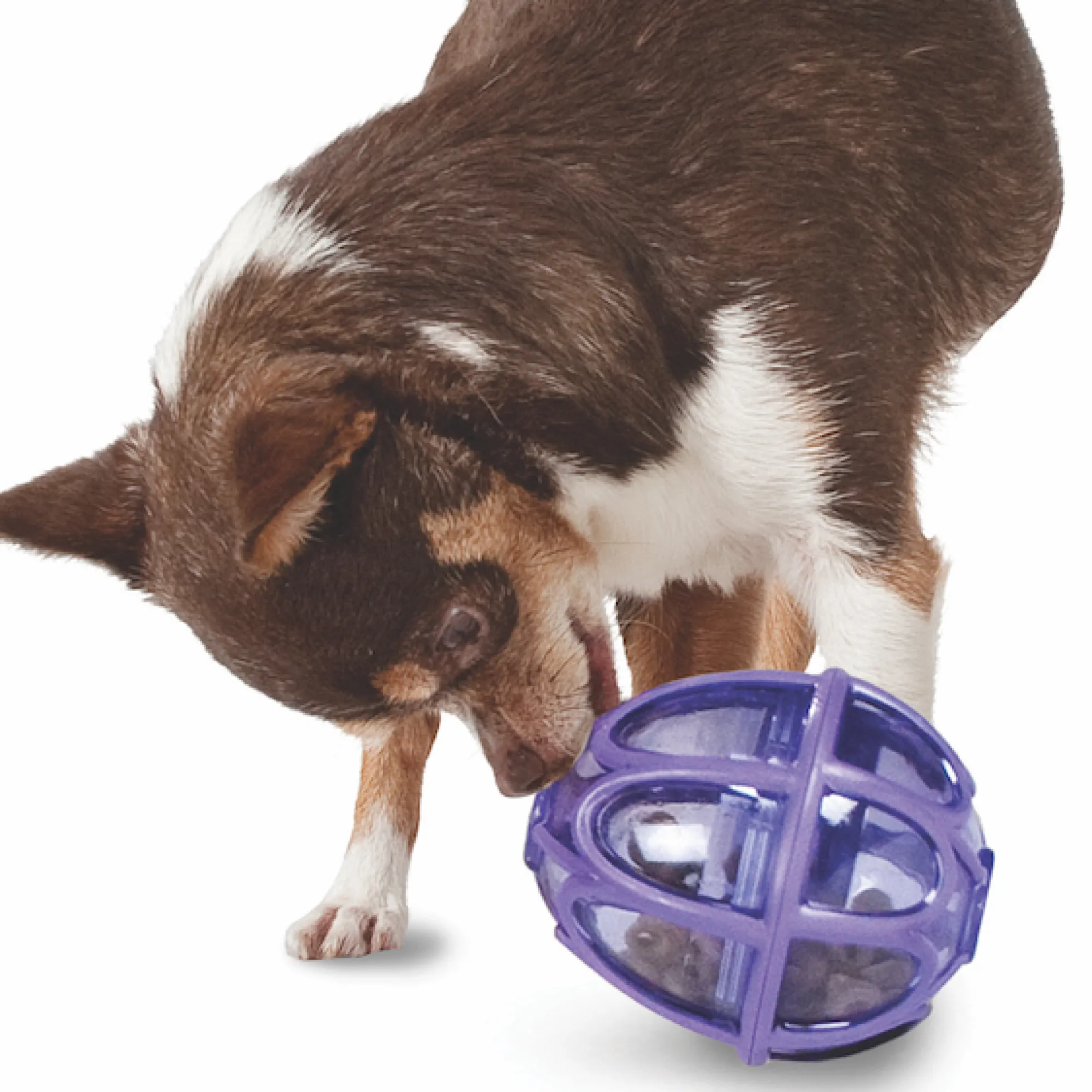 PetSafe Busy Buddy Kibble Nibble Feeder Ball