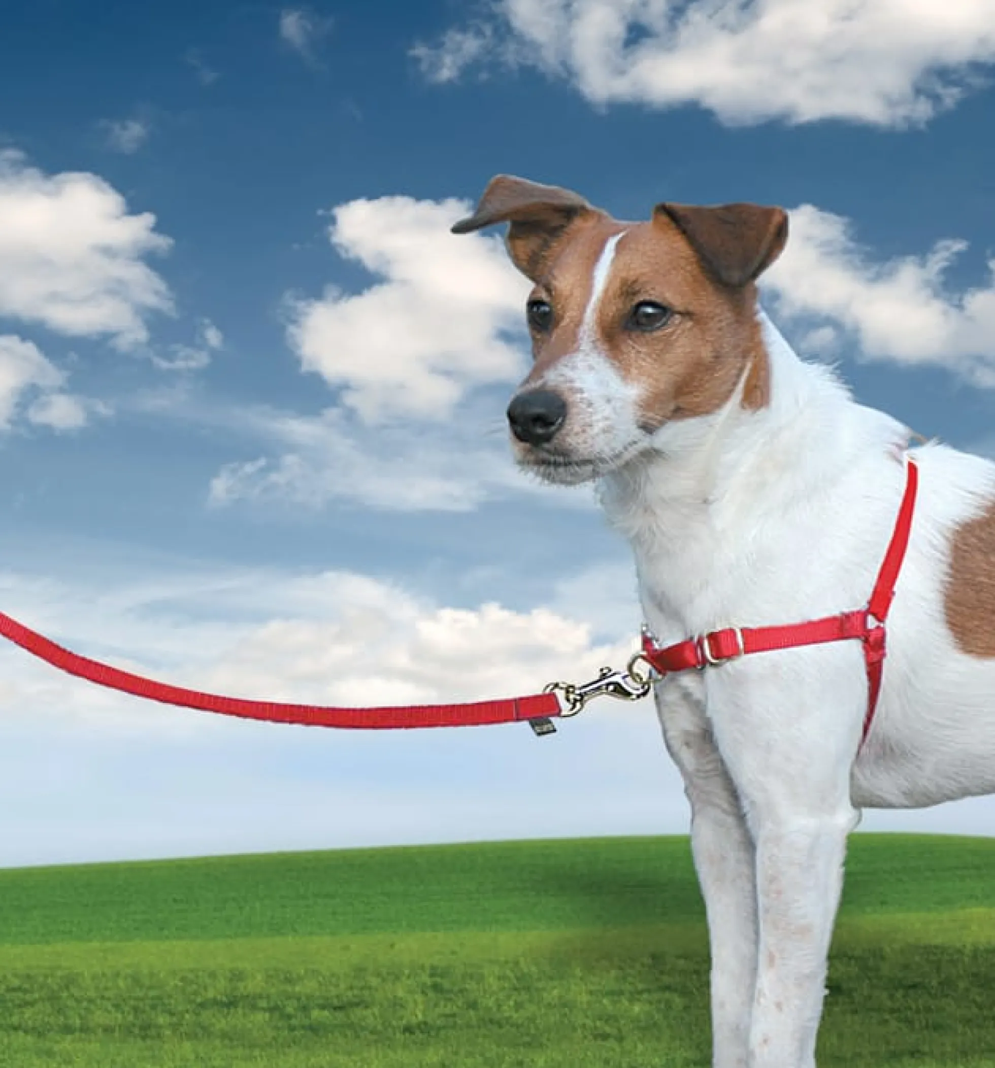 PetSafe Easy Walk Antidragsele