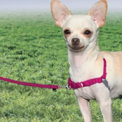PetSafe Easy Walk Antidragsele