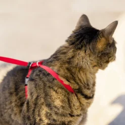 PetSafe Easy Walk Cat Harness