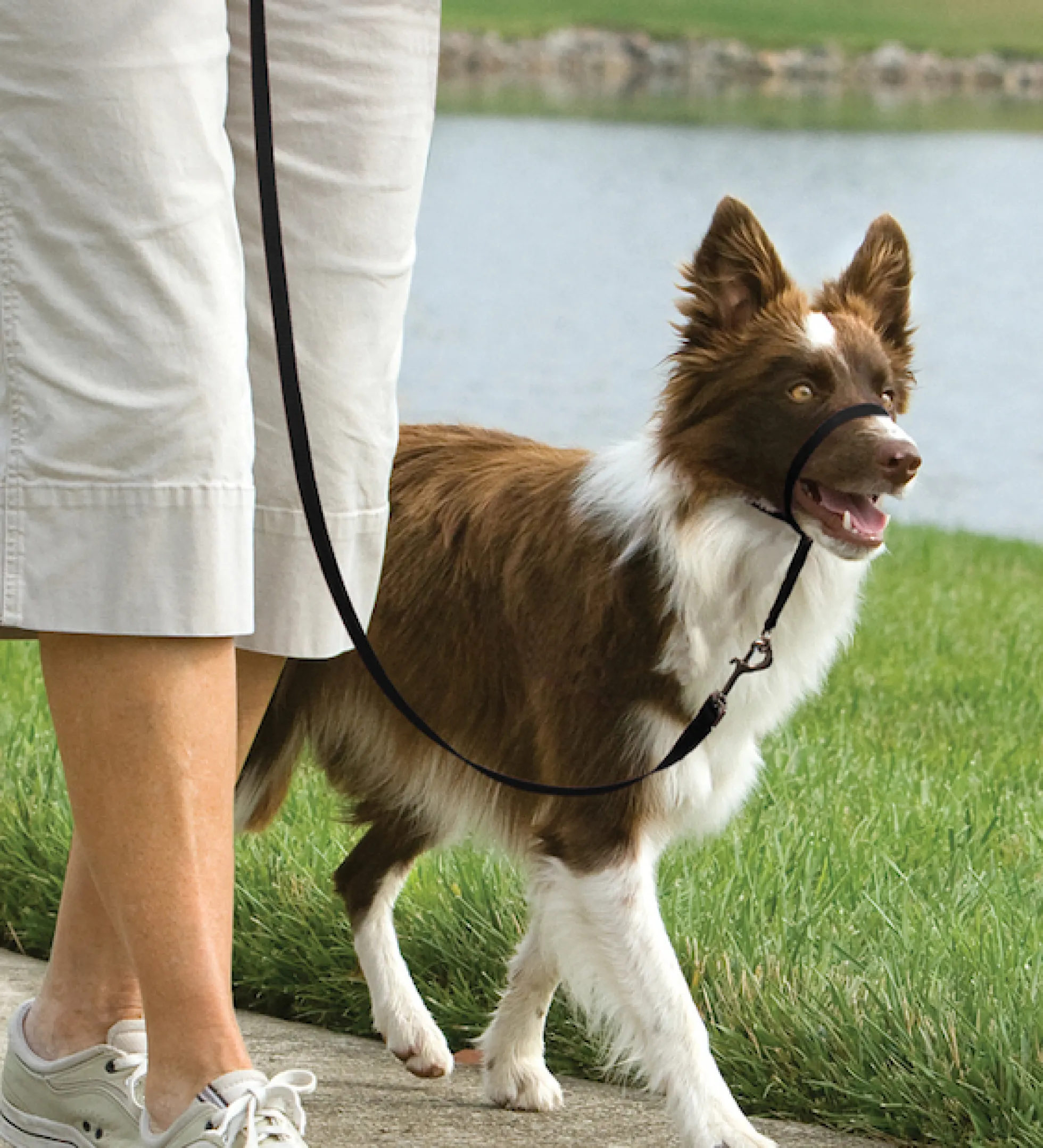 PetSafe Easy Walk Headcollar
