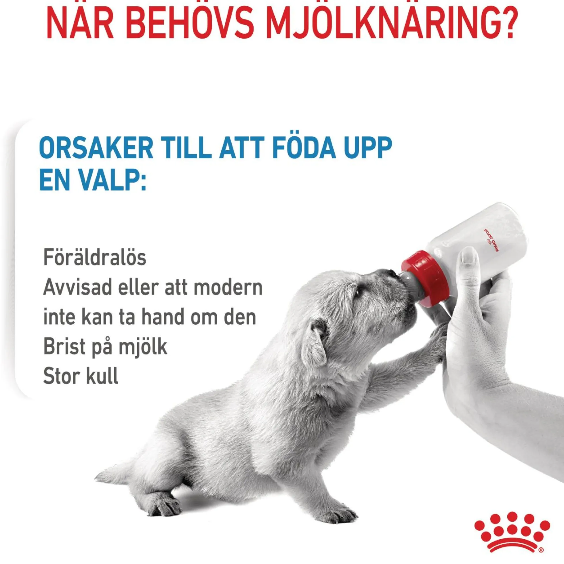 Royal Canin Babydog Milk