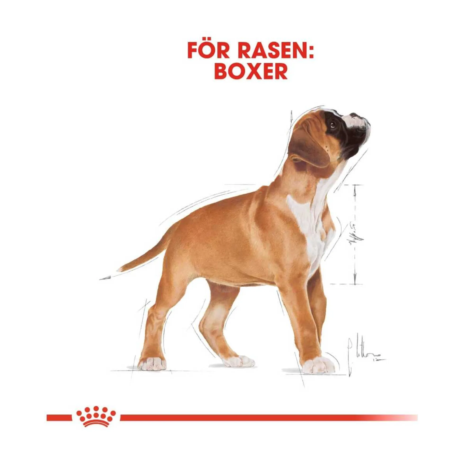 Royal Canin Boxer Puppy
