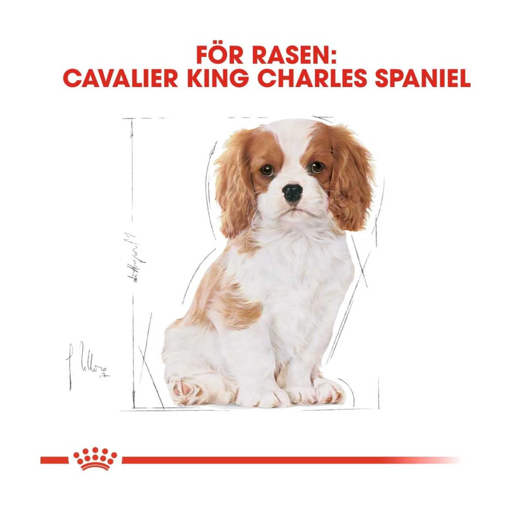 Royal Canin Cavalier King Charles Puppy