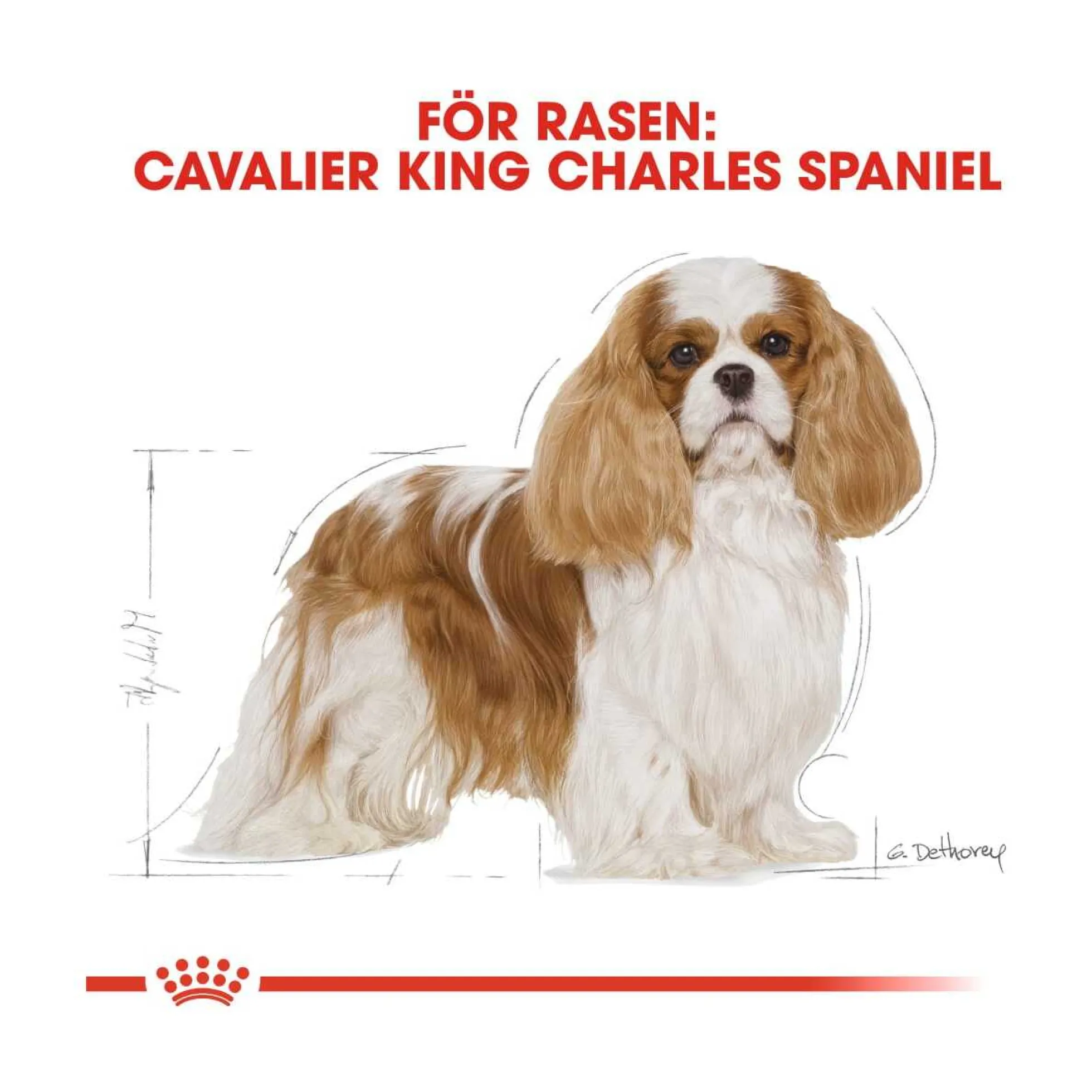 Royal Canin Cavalier King Charles Adult