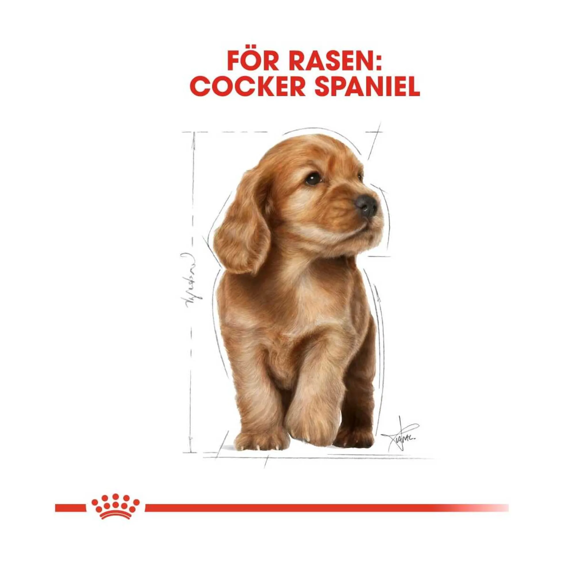 Royal Canin Cocker Puppy
