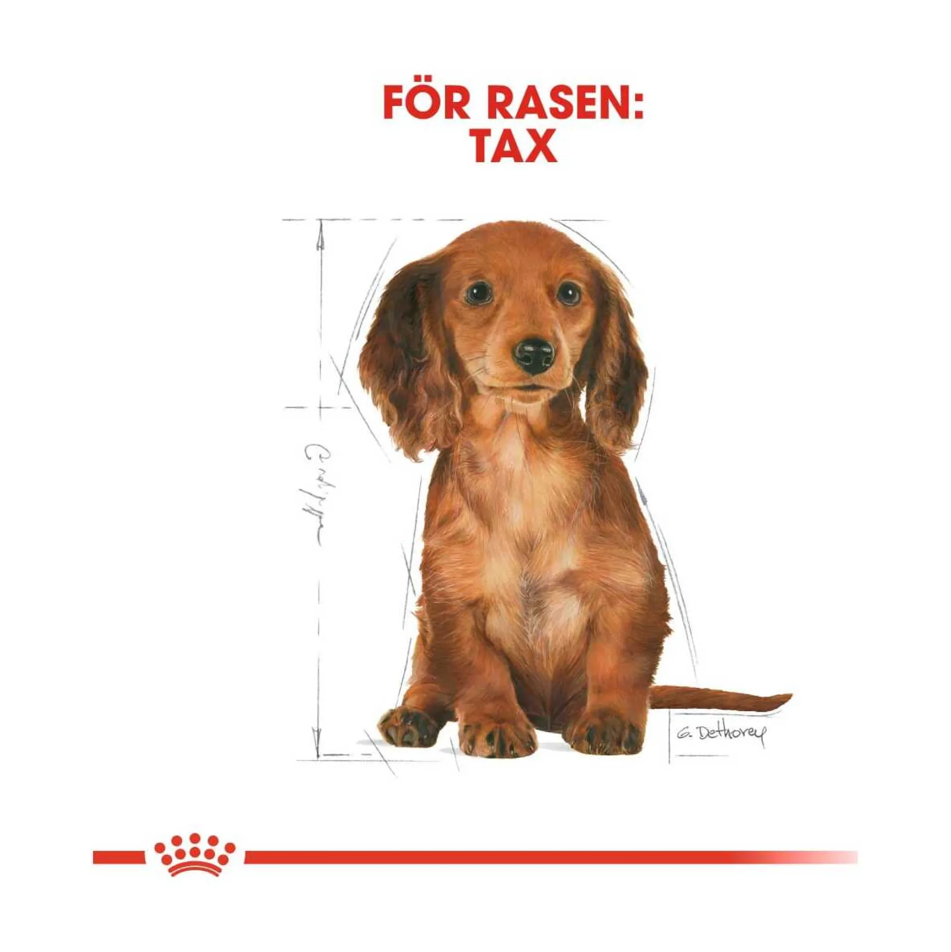 Royal Canin Dachshund Puppy