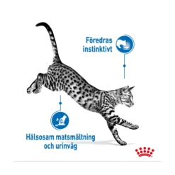 Royal Canin Indoor Jelly