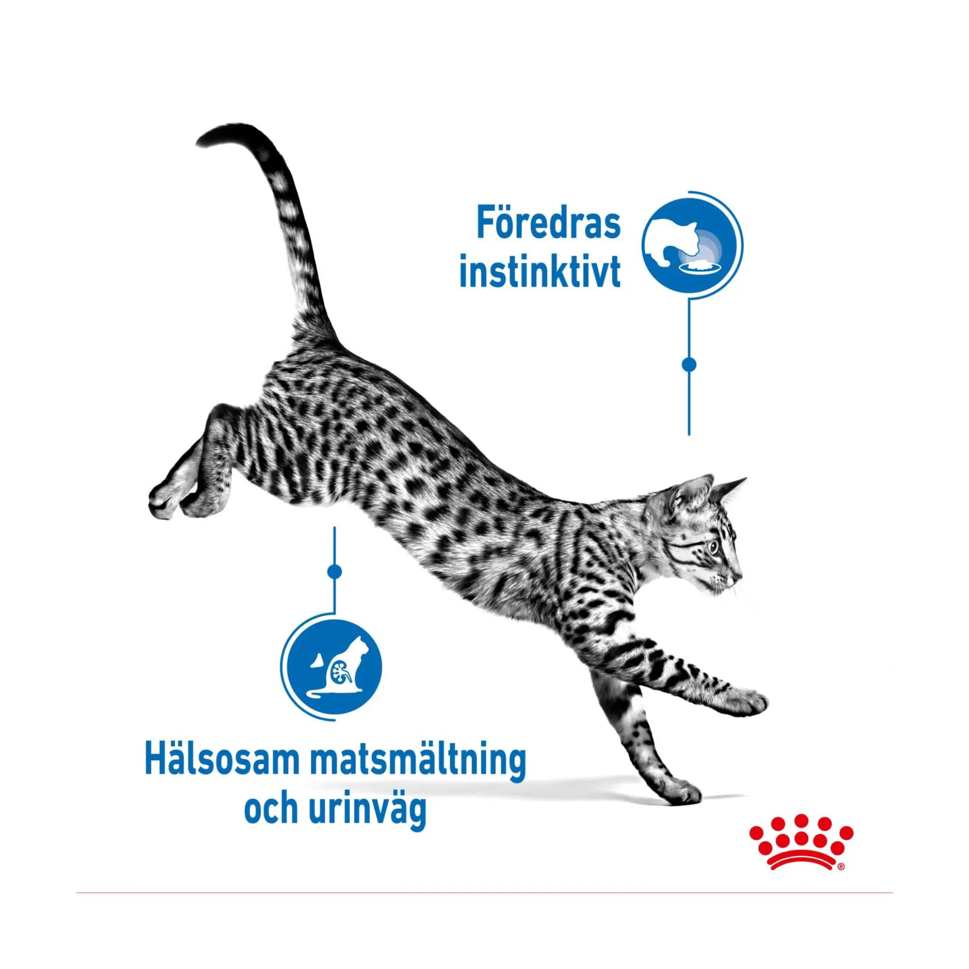 Royal Canin Indoor Jelly