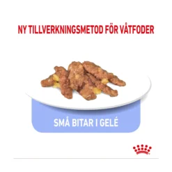 Royal Canin Indoor Jelly