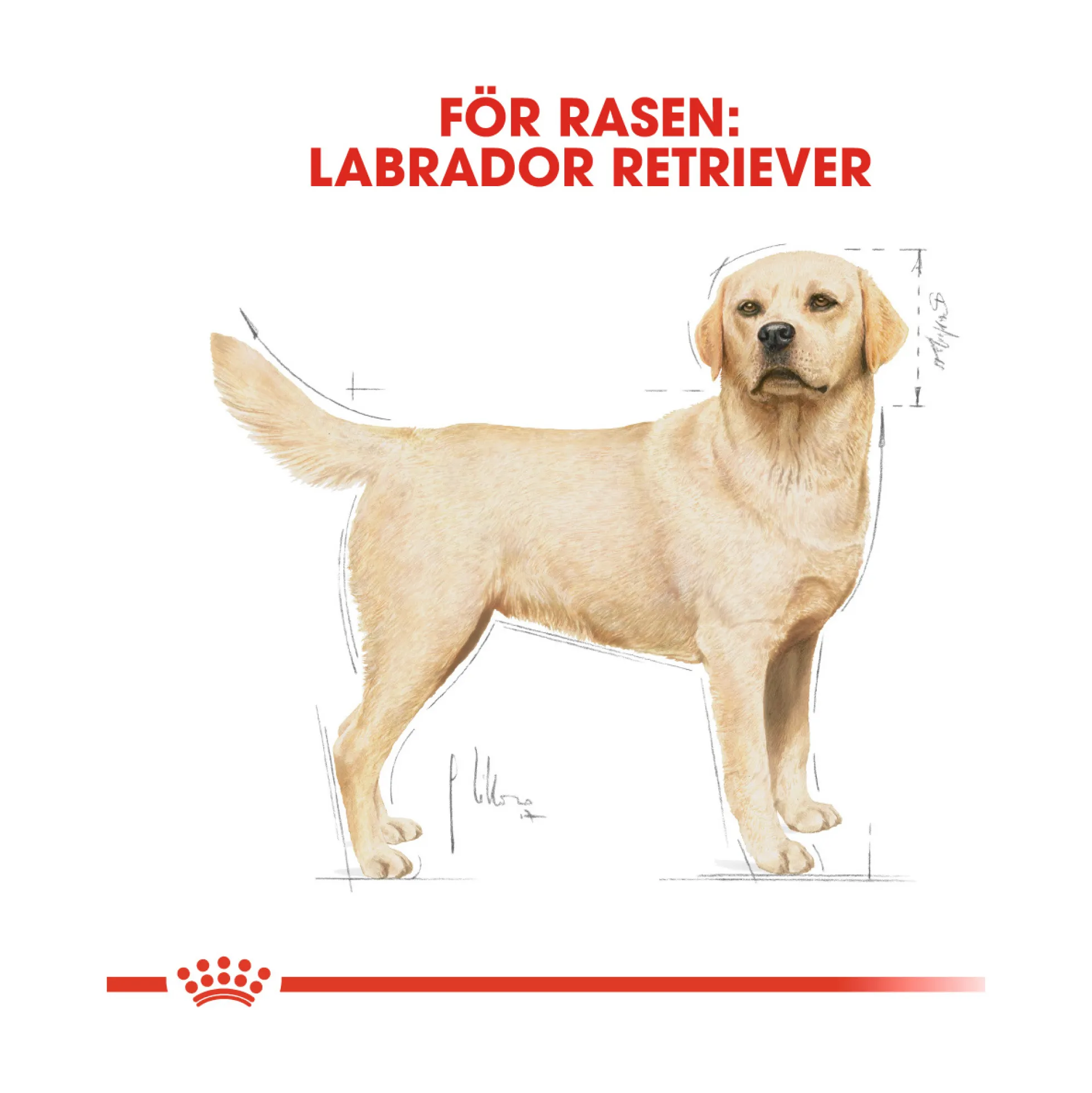 Royal Canin Labrador Retriever Adult