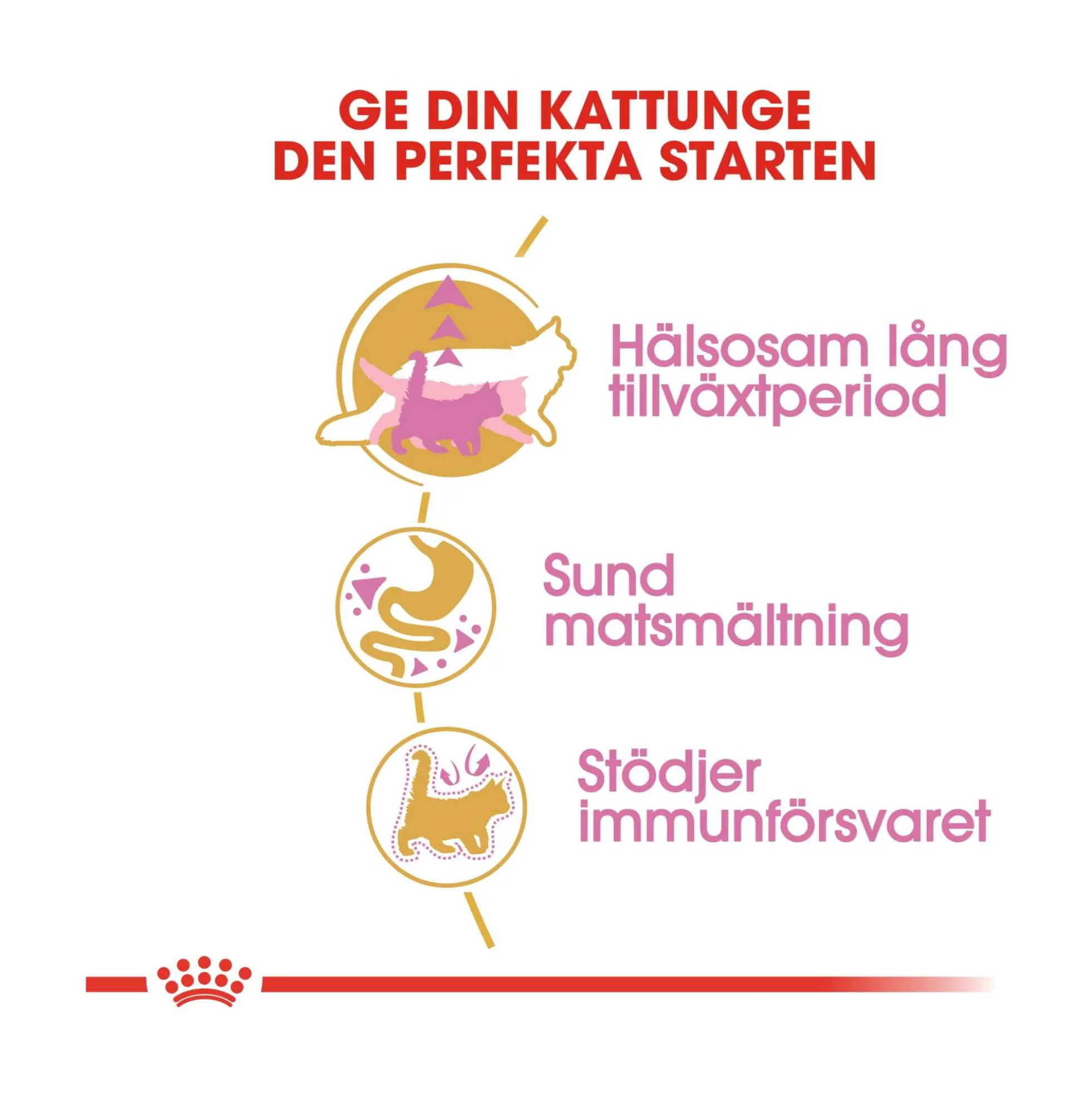 Royal Canin Maine Coon Kitten