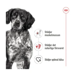 Royal Canin Medium Adult Loaf Våtfoder för Hund