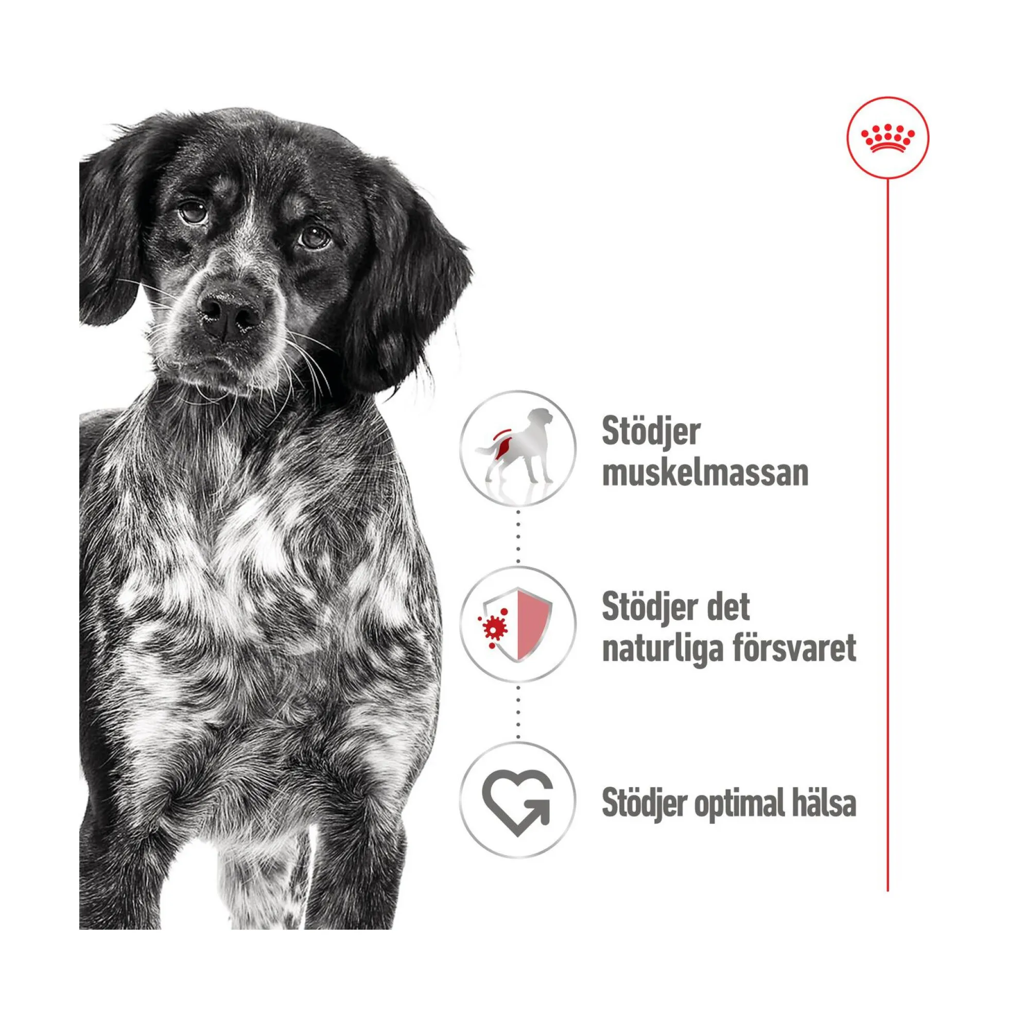 Royal Canin Medium Adult Loaf Våtfoder för Hund