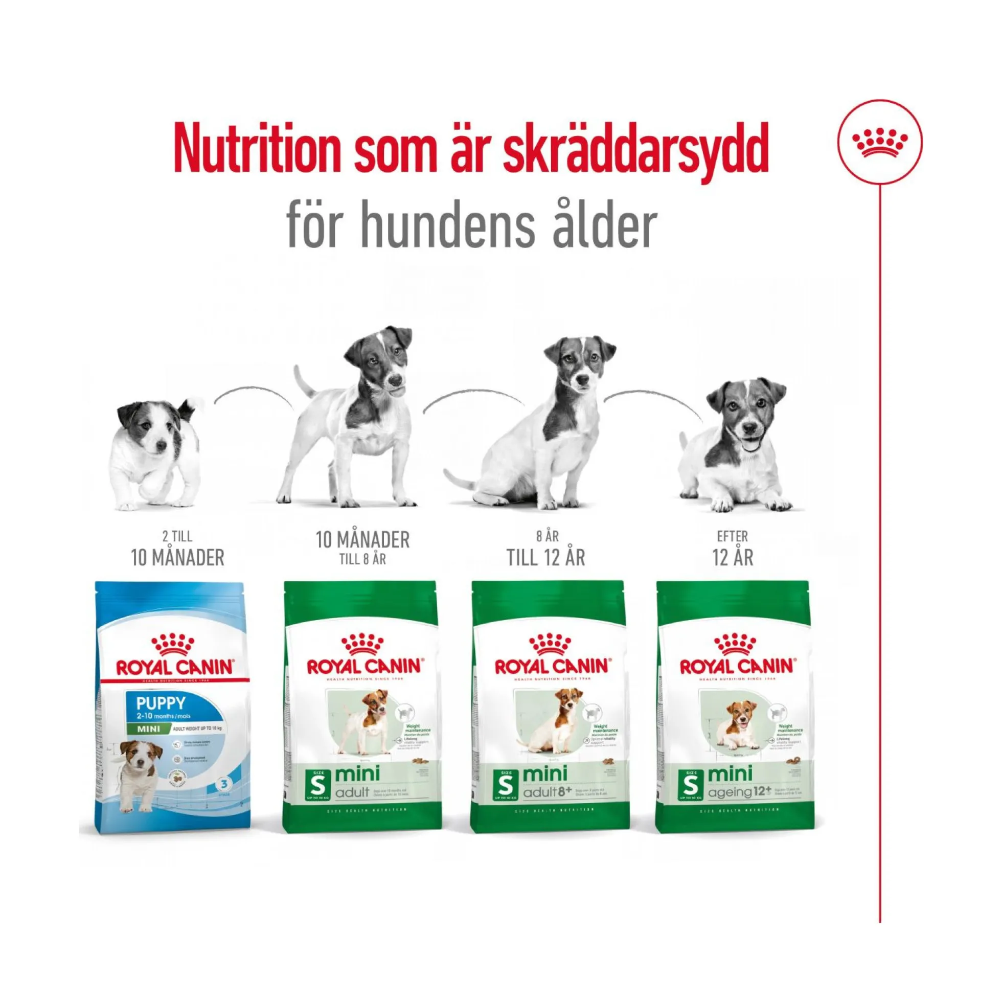 Royal Canin Mini Ageing 12+